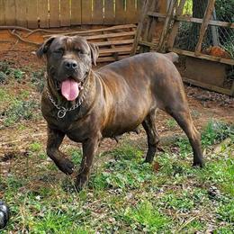 Cane Corso Puppies Available for Reservation in Prattville, al