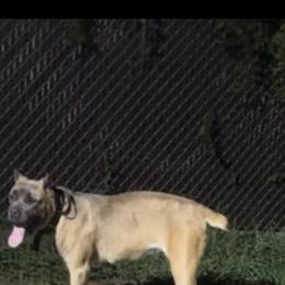 Female Cane Corso Looking for a Good Home in Livingston, nj