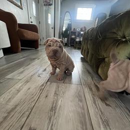 Mini Chinese Shar Pei Puppies: 2 Boys and 1 Girl Available in Cleveland, oh