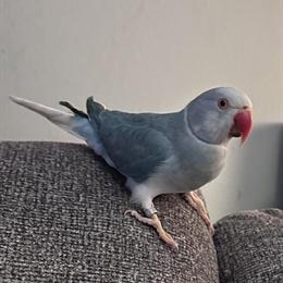 Indian Ringneck Parakeets for Sale in Louisville, ky