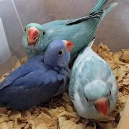 Indian Ringneck Parakeets for Sale in Louisville, ky