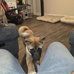 Akita Looking for a Loving Home in Middlesex, nj