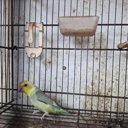 Green Parrotlets for Adoption in Hialeah, fl