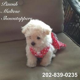 Maltese Male Puppy - 12 Weeks Old, AKC & CKC Registered in Clinton, md