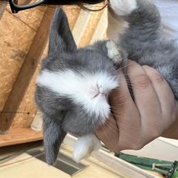 Holland Lop Baby Rabbits Available for Reservation in Modesto, ca