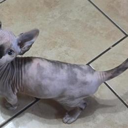 Sphynx Kitten Available - Beautiful Female in Villa Park, il