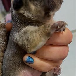 Female Chihuahua Puppy Available in Williamston, nc