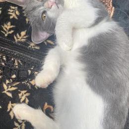 Domestic Shorthair Kitten Looking for a Loving Home in Lansing, mi