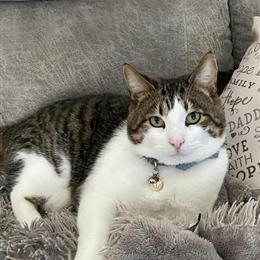 Male Indoor Cat Fluffy Looking for a Loving Home in Saginaw, mi