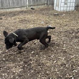 10 Month Old Neapolitan Mastiff for Adoption in Country Club Hills, il