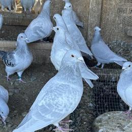 European Milky Pigeons for Rehoming in Riverside, ca