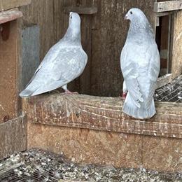Racing Pigeons for Sale - Healthy European Milky Pairs in Riverside, ca