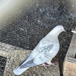 Afghani Pigeons with White Tails for Sale in Riverside, ca