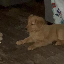 Male Golden Retriever Puppy for Sale in Toledo, oh