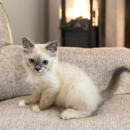 Kitten ready for rehoming in Torrance, ca