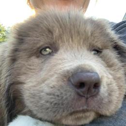 Newfoundland Puppies Ready for Forever Homes in Akron, oh