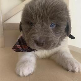Newfoundland Puppies Ready for New Homes in Akron, oh