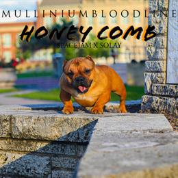 Spacebaby and Tristate Breeding Announcement in Houston, tx