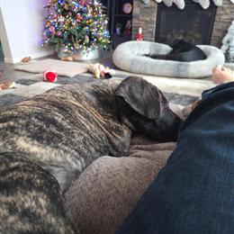 Female Great Danes in Fawn and Brindle Colors Available in Mora, mn