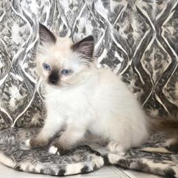 Kitten ready for rehoming in Torrance, ca