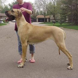 Great Dane Puppies Ready Now, Potty Trained and Health Tested in Mora, mn