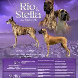3.5 Months Old AKC Great Dane Puppies for Adoption in Mora, mn