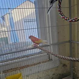 Bourke's Parakeets for Sale in Hampton Roads, VA in Virginia Beach, va