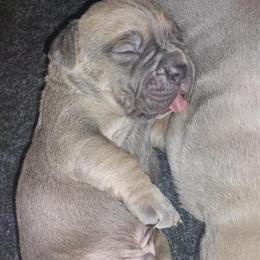 Purebred Cane Corso Puppies Available in Tobyhanna, pa