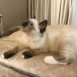 Kitten ready for rehoming in Torrance, ca