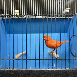 Birds for 2025 in Nazareth, pa