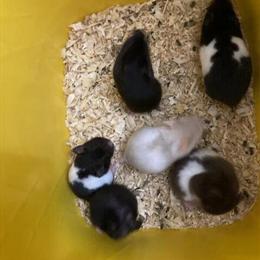 Baby Hamsters Ready for Adoption in Lebanon, nj