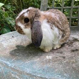 Holland Lop Bunnies Looking for New Homes in Lebanon, nj