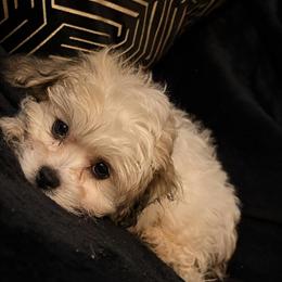 Teddy Bear Puppies - 9 Weeks Old, Up to Date on Shots in Cleveland, oh