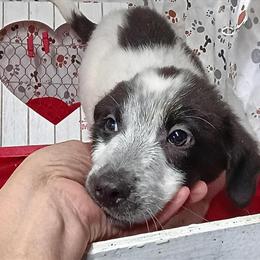 Texas Heeler Puppies from Working Bloodlines in Fort Wayne, in