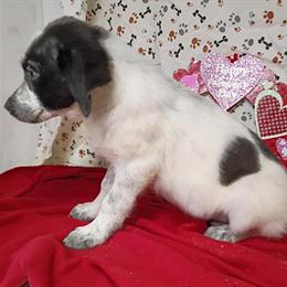 Texas Heeler Puppies from Working Bloodlines in Fort Wayne, in