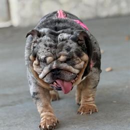 Blue Tri Merle Male Stud in Kentucky in Bowling Green, ky