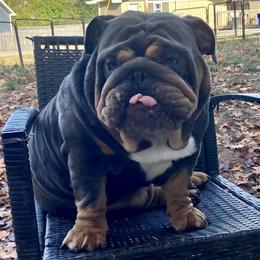 English Bulldog Blue Tri Stud Available for Breeding in Bowling Green, ky
