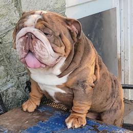 English Bulldog Chocolate Tri Merle Stud Available in KY in Bowling Green, ky