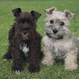 Miniature Schnauzers Available in Live Oak, fl