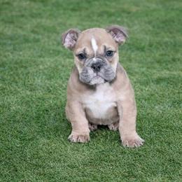 English Bulldog AKC Blue Sable Female in Live Oak, fl