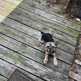 Yorkshire Terrier Stud Available for Breeding in Palatka, fl