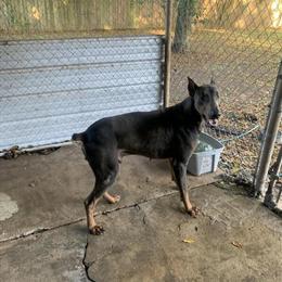 Blue Doberman Male Stud Available for Breeding in Palatka, fl
