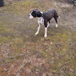 American Bulldog Looking for a Forever Home in Waldorf, md
