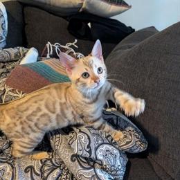 Bengal Kittens for Adoption - Two Female Kittens Available in Kansas City, mo