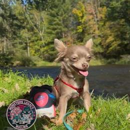 Lilac Tri Longhair Chihuahua Stud Available for Services in Minneapolis, mn
