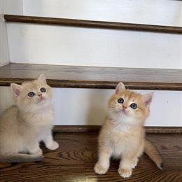 British Shorthair Kitten Milo Available in Houston, tx