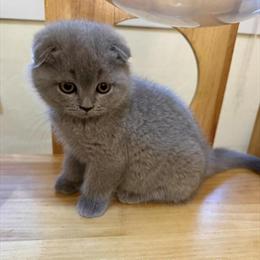 Female Scottish Fold Kitten Available in Houston, tx