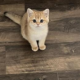 Scottish Straight Kittens for Adoption in Houston, tx