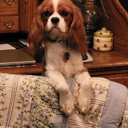 Cavalier King Charles Spaniels for Sale - Tri Colored and Black & Tan Males in Elkview, wv