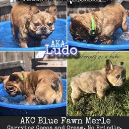 French Bulldog and American Bully Studs Available for Services in Minneapolis, mn